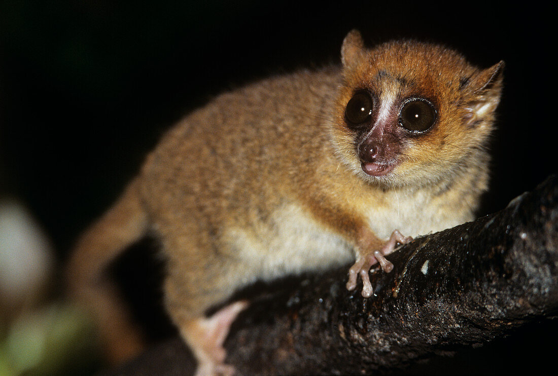 Brown mouse lemur (Microcebus rufus)