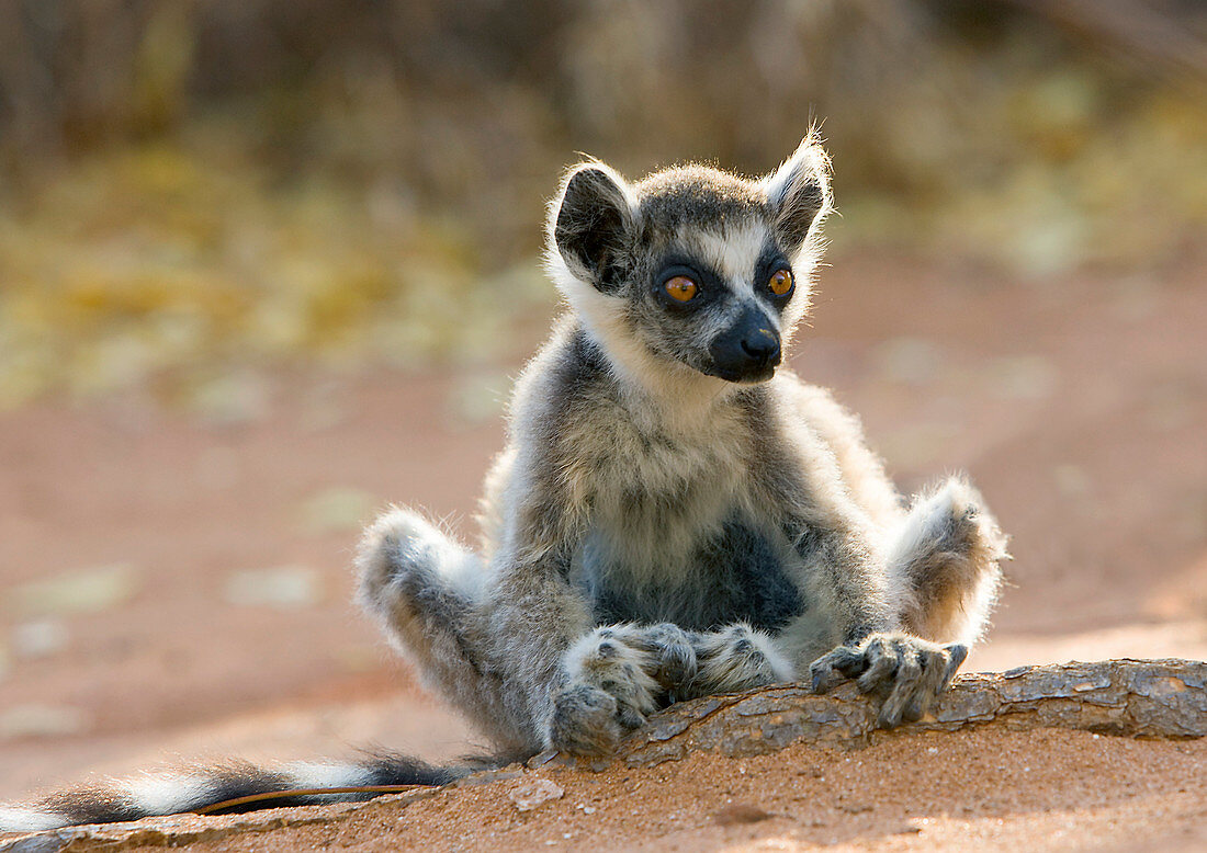 Ring-tailed lemur infant