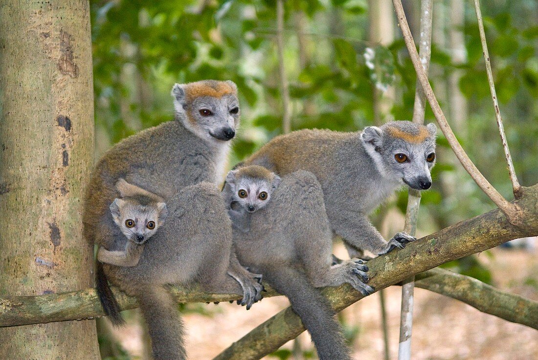 Crowned lemurs