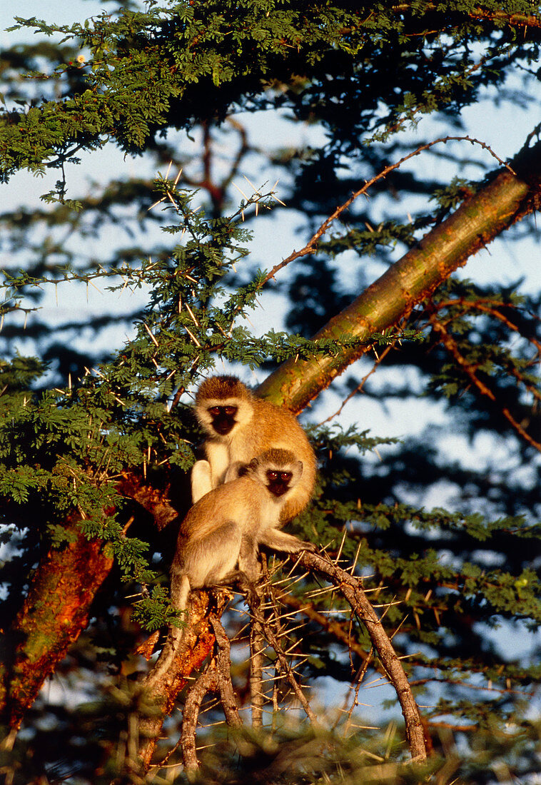 Vervet monkeys (Cercopithecus aethiops) in a tree