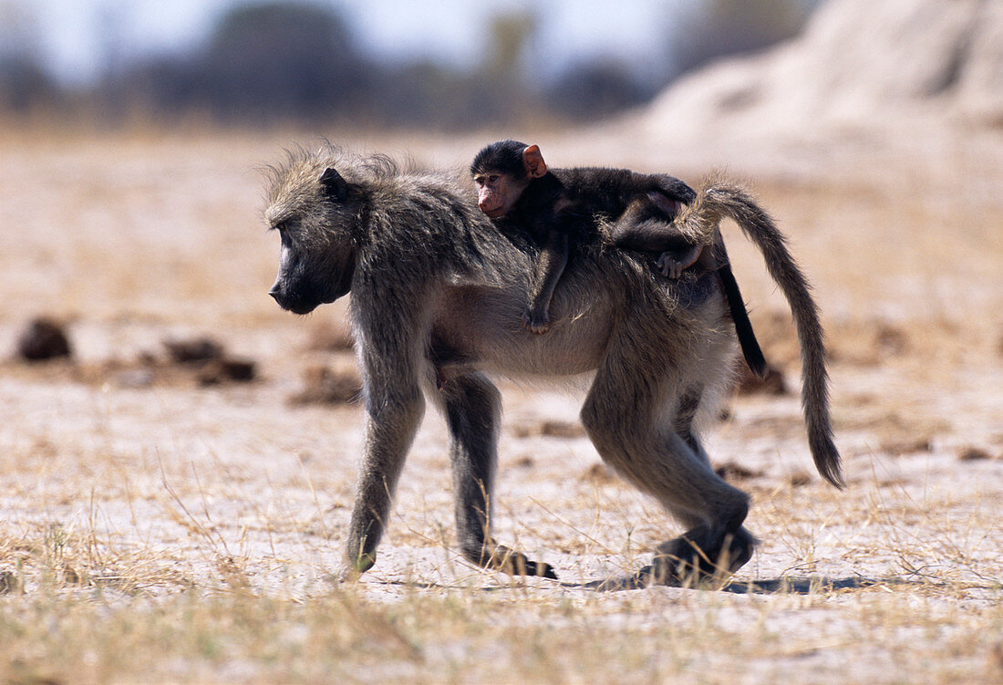 Savanna baboon and young