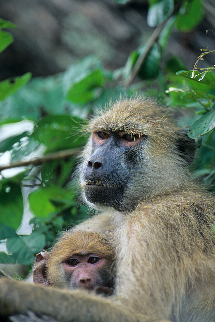 Baboon with young