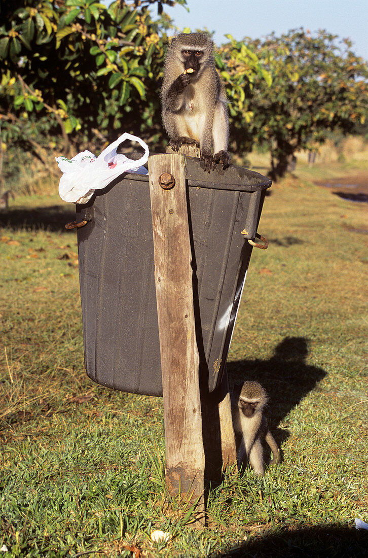 Monkeys feeding from rubbish bins