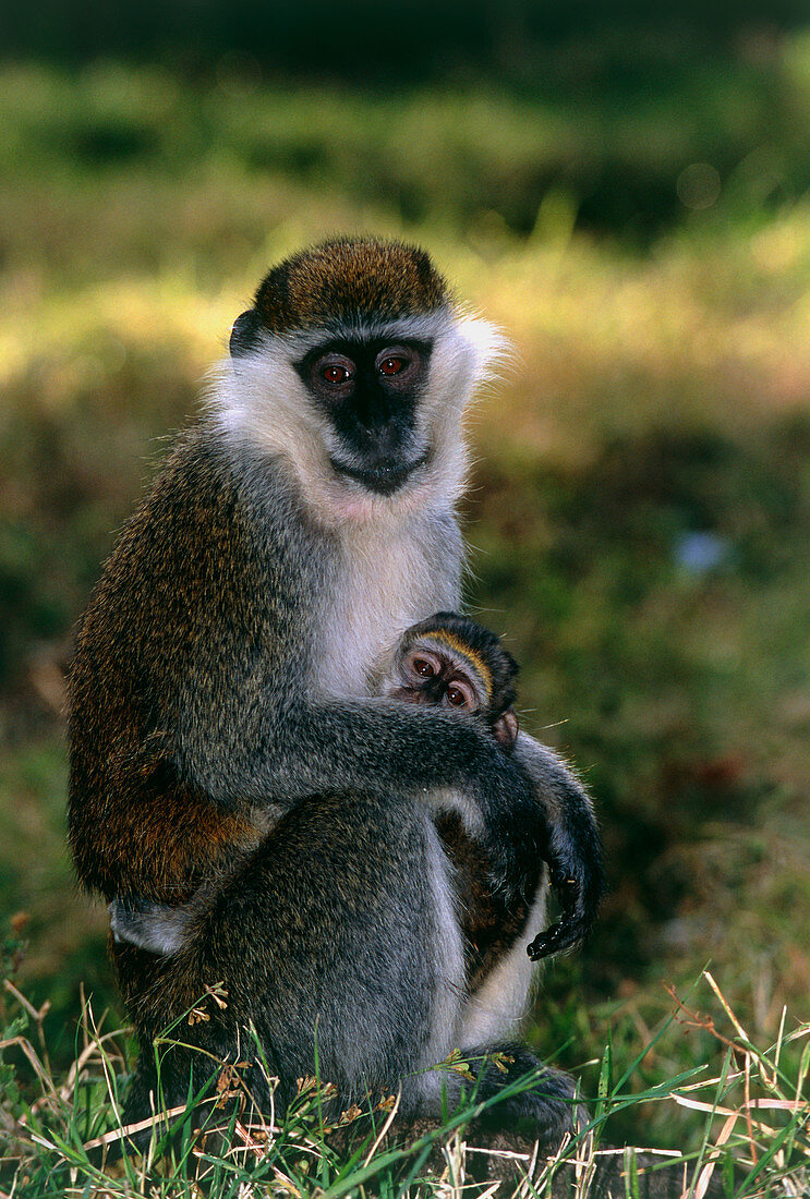 Grivet monkey and young