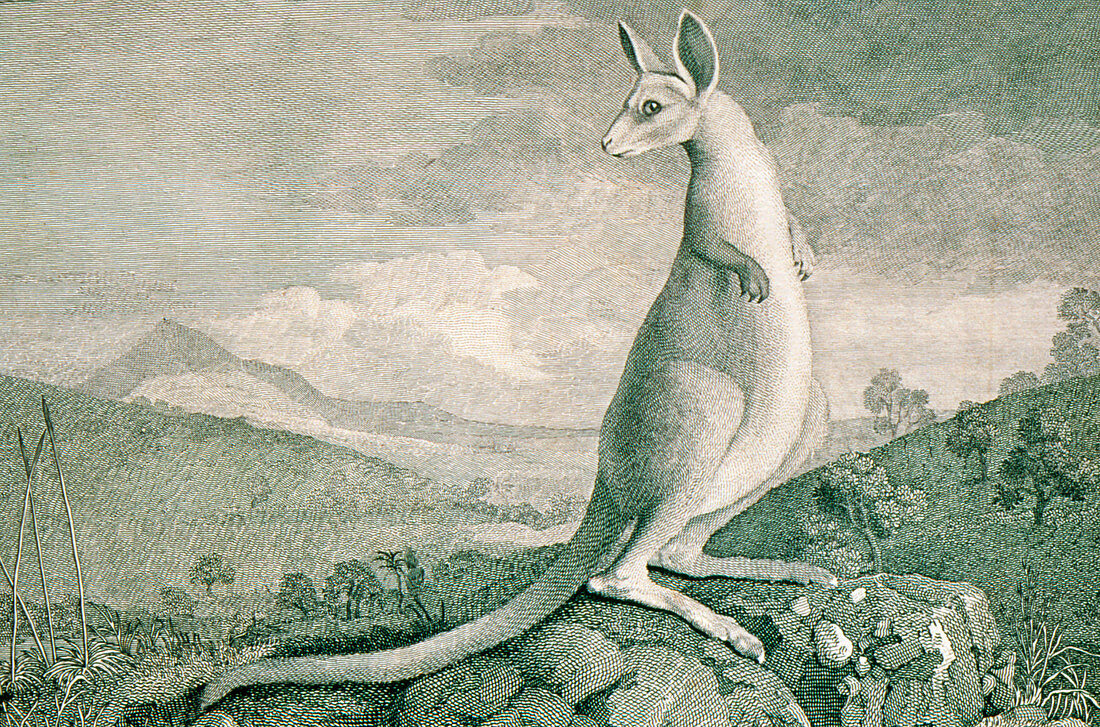 1777 engraving of a kangaroo