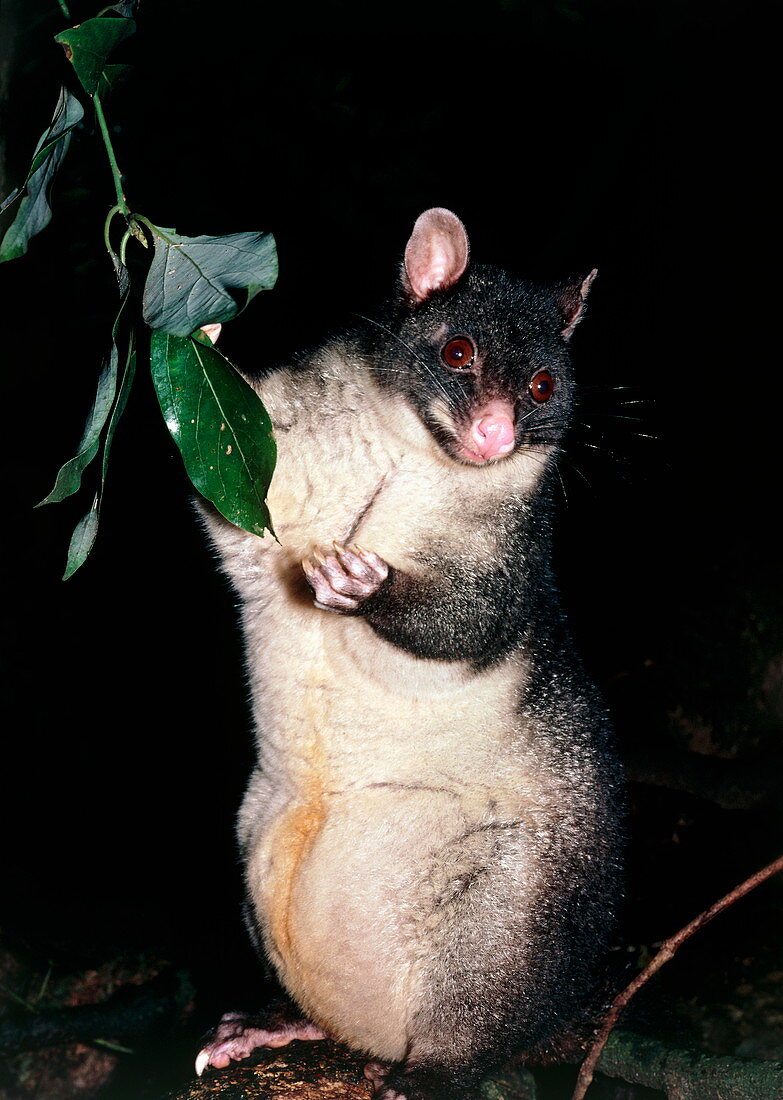 Brush-tailed possum