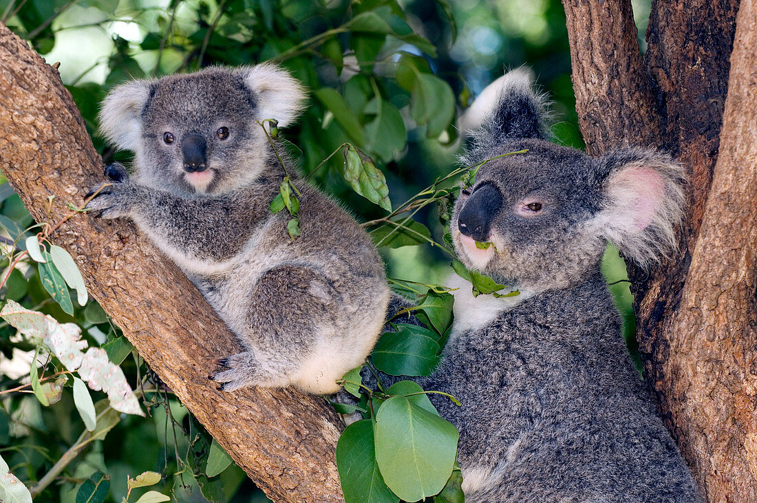 Mother koala and young
