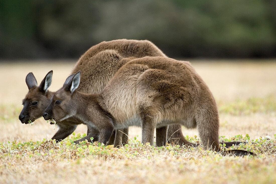 Western grey kangaroos