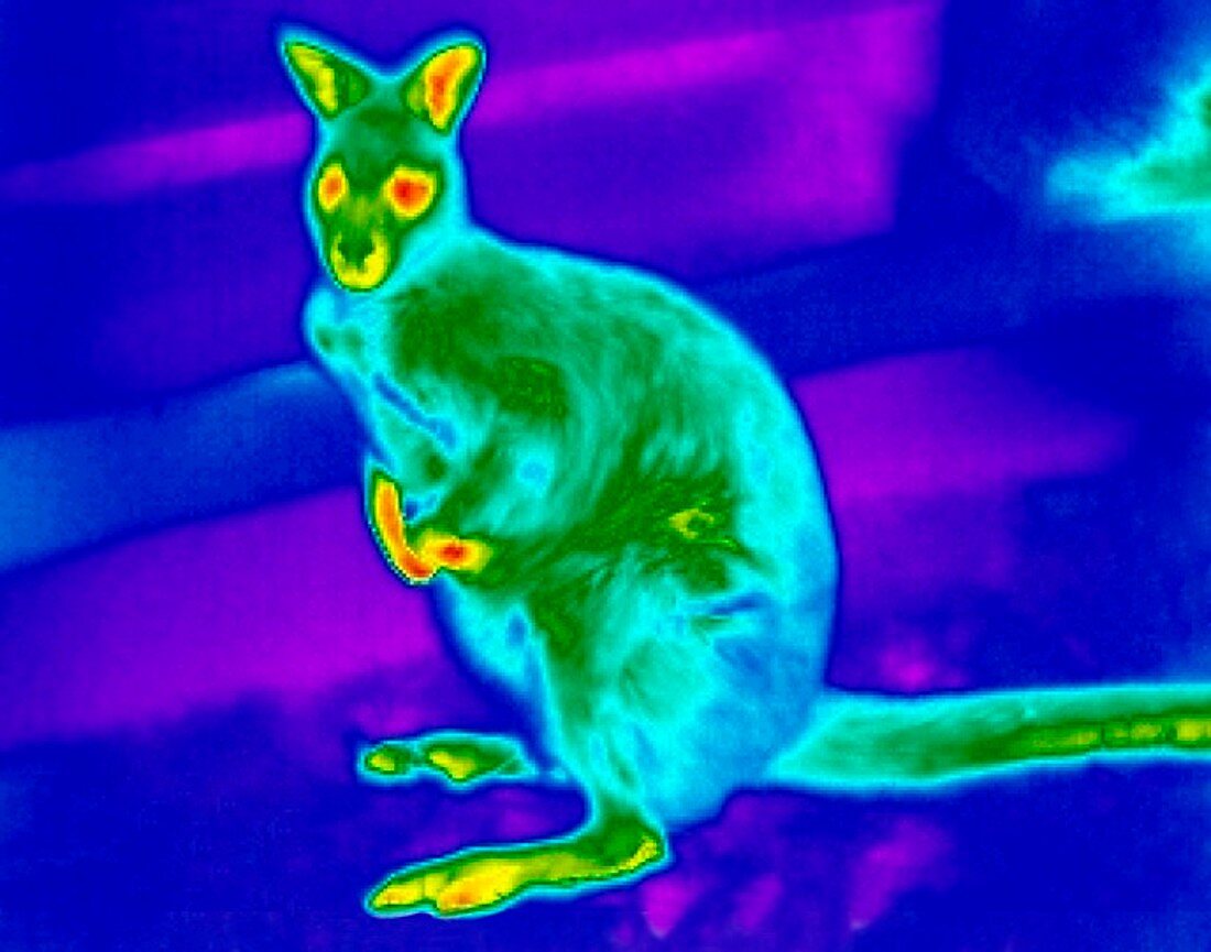 Wallaby,thermogram