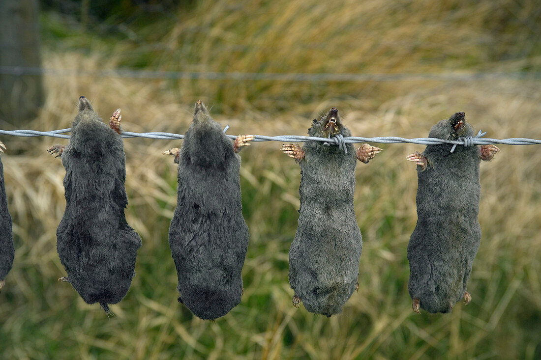 Dead moles on agricultural land