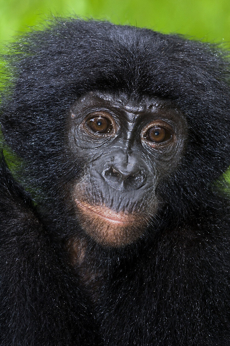 Bonobo ape