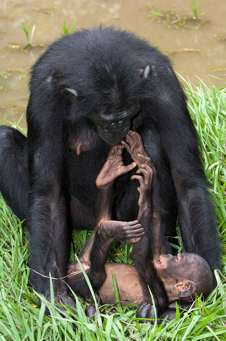 Bonobo ape mother and young