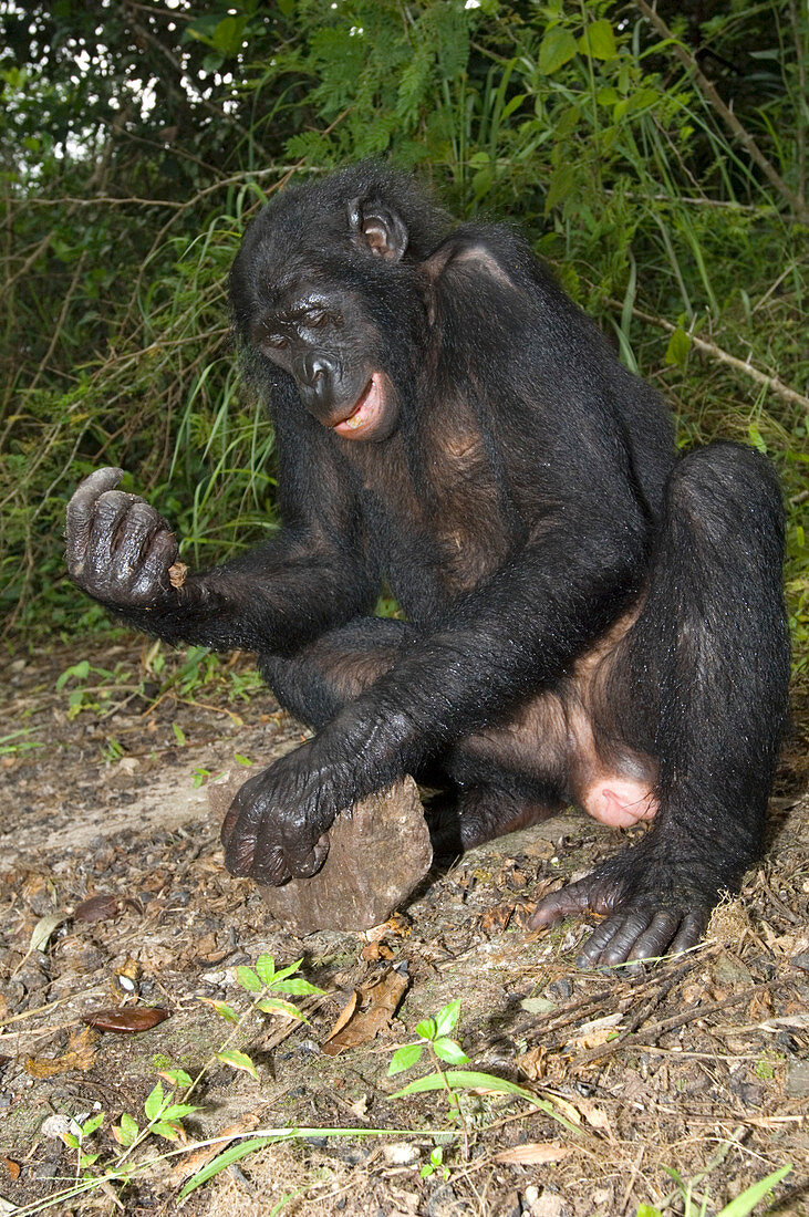 Female bonobo ape