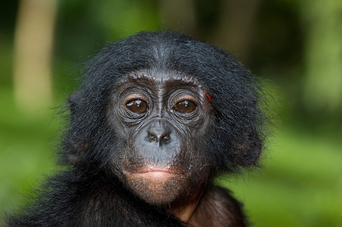 Juvenile bonobo ape