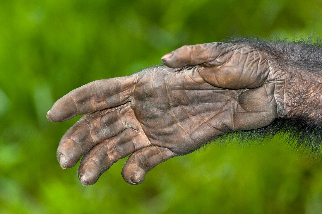 Bonobo ape hand