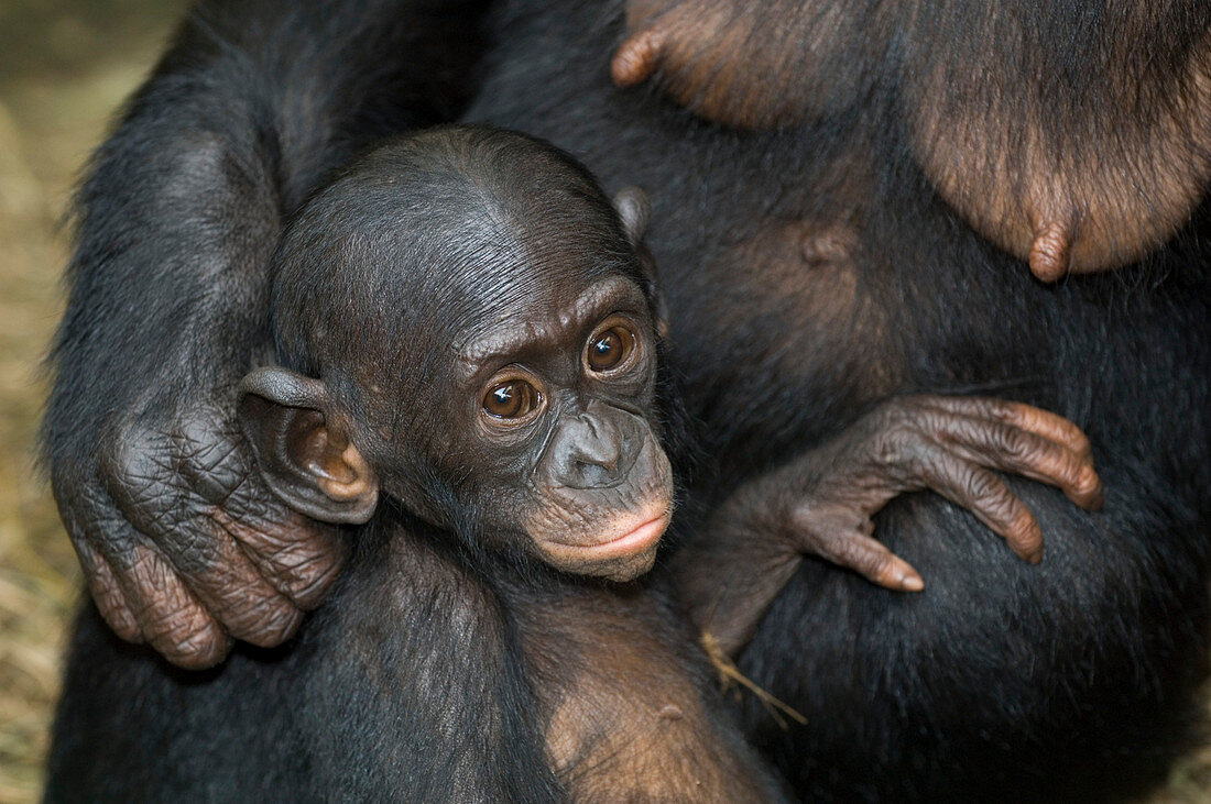 Bonobo ape infant