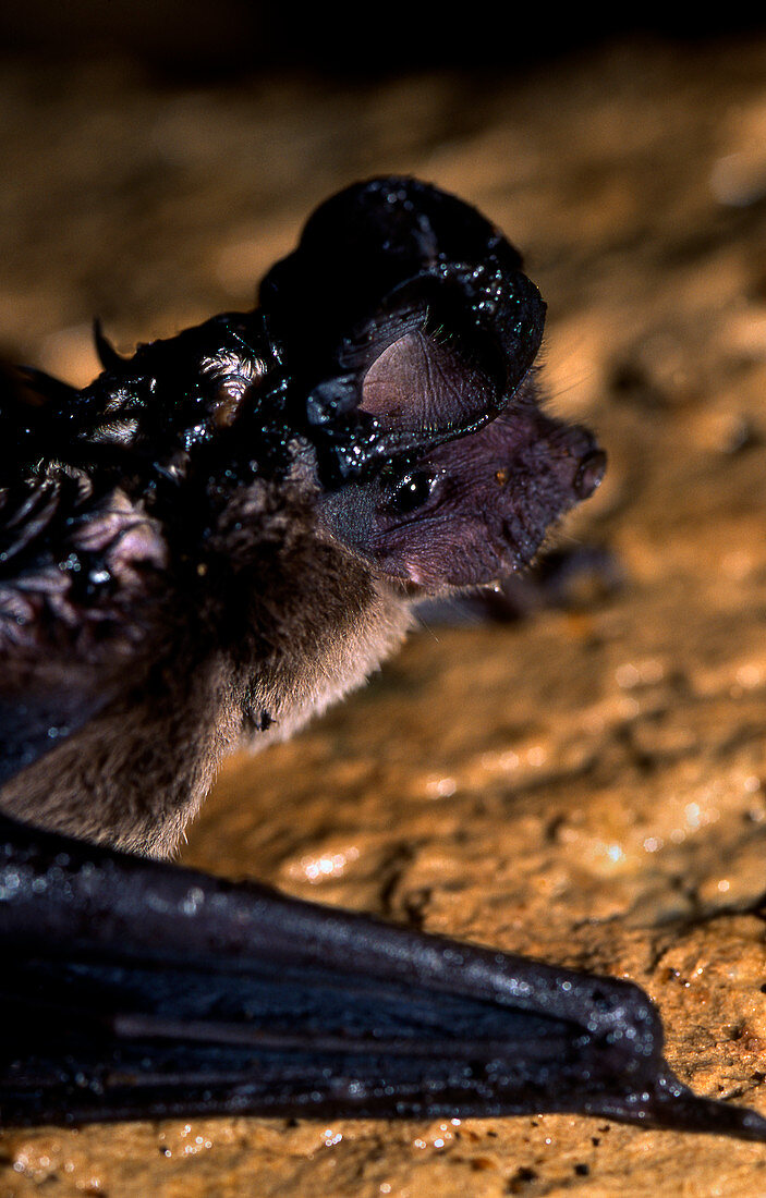 Wrinkle-lipped bat