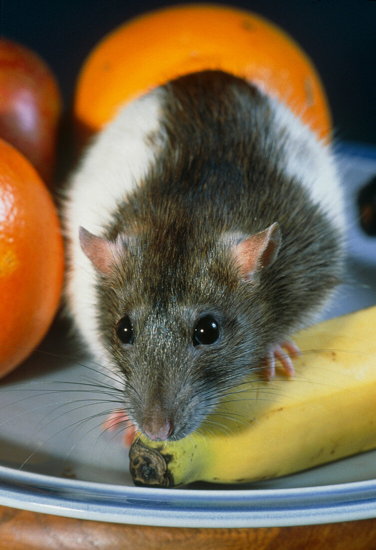 Rat exploring a bowl of fruit