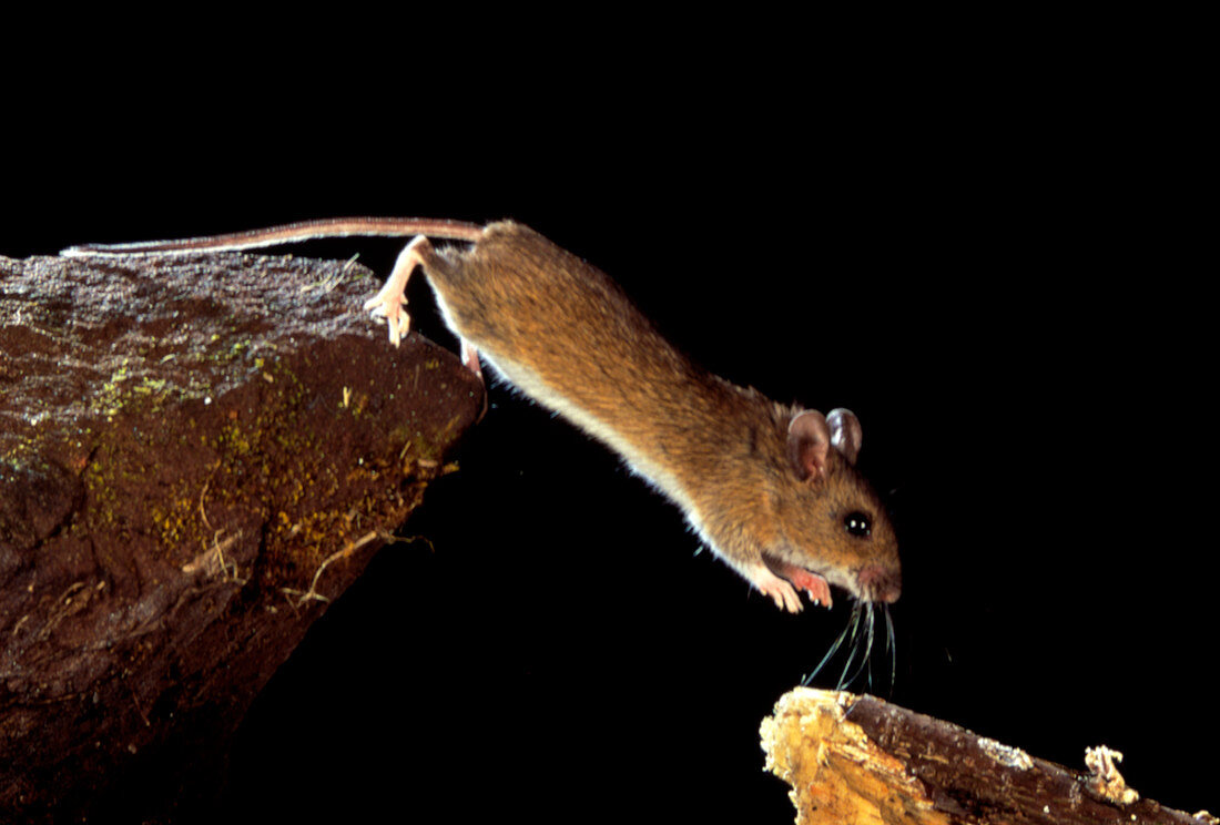 Wood mouse leaping