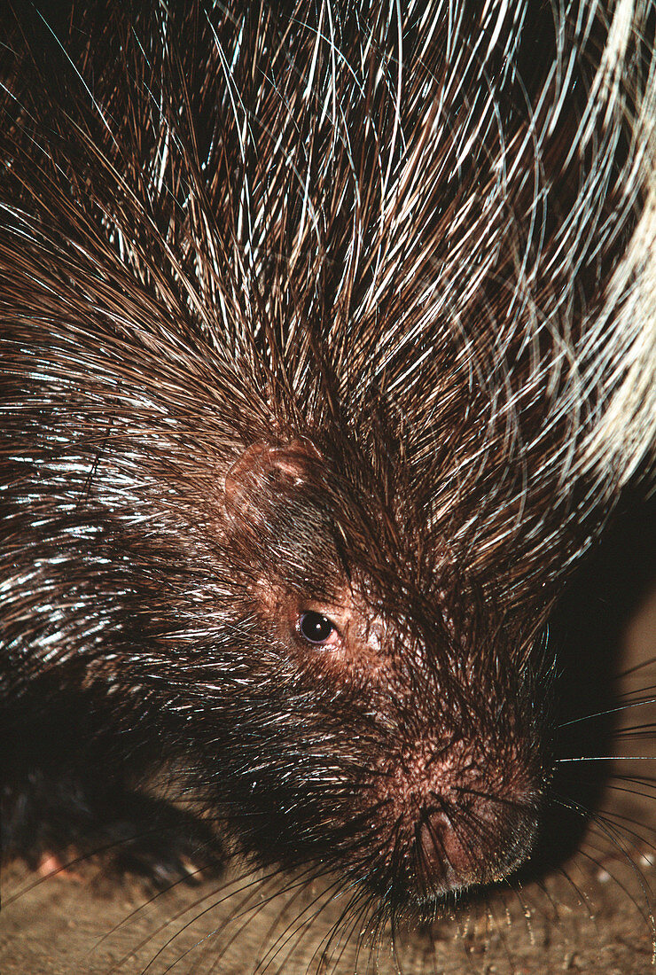 South African porcupine