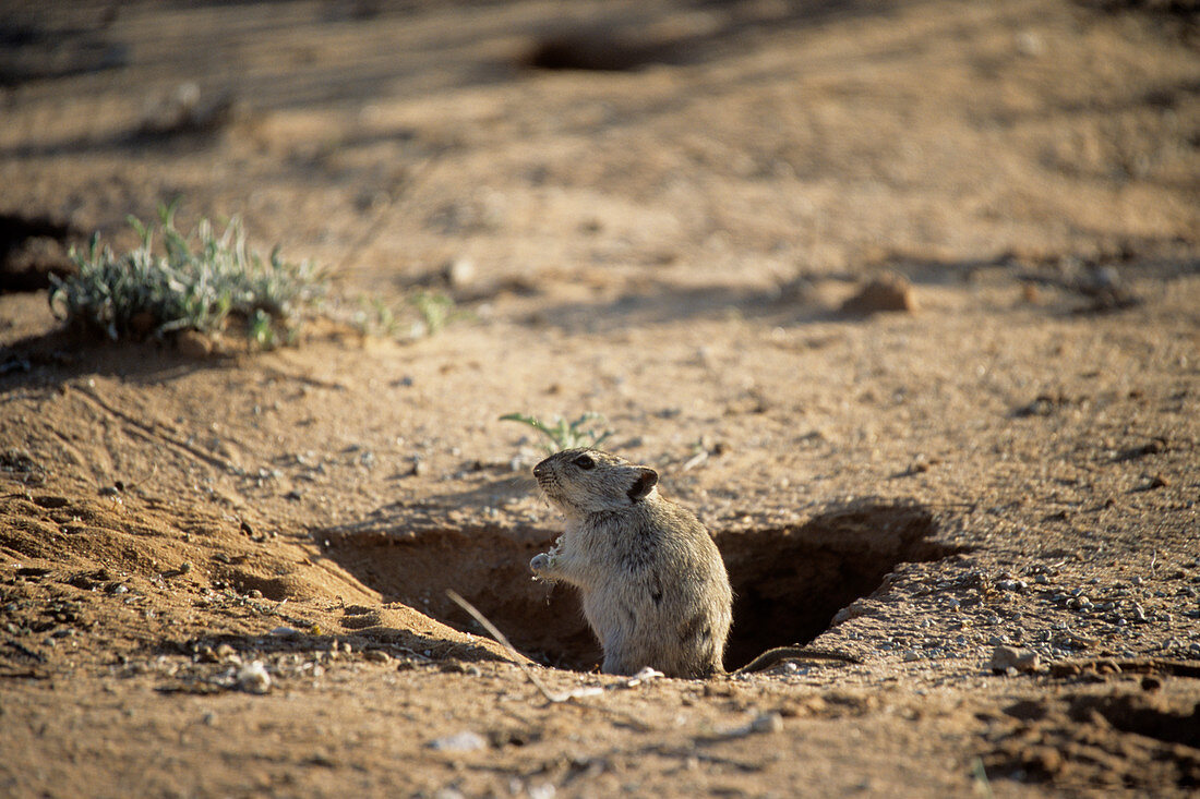 Whistling rat