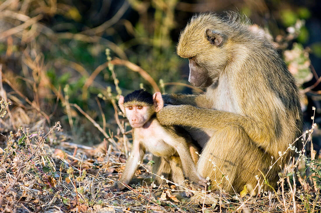 Mother baboon grooming its young