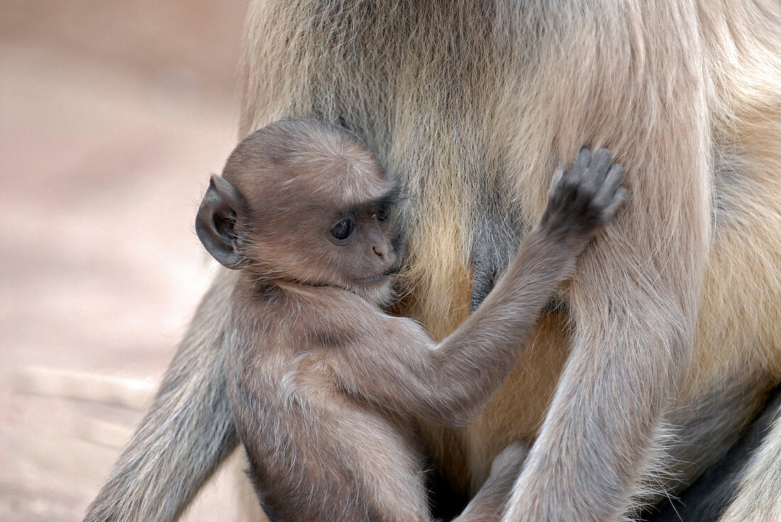 Infant langur monkey suckling