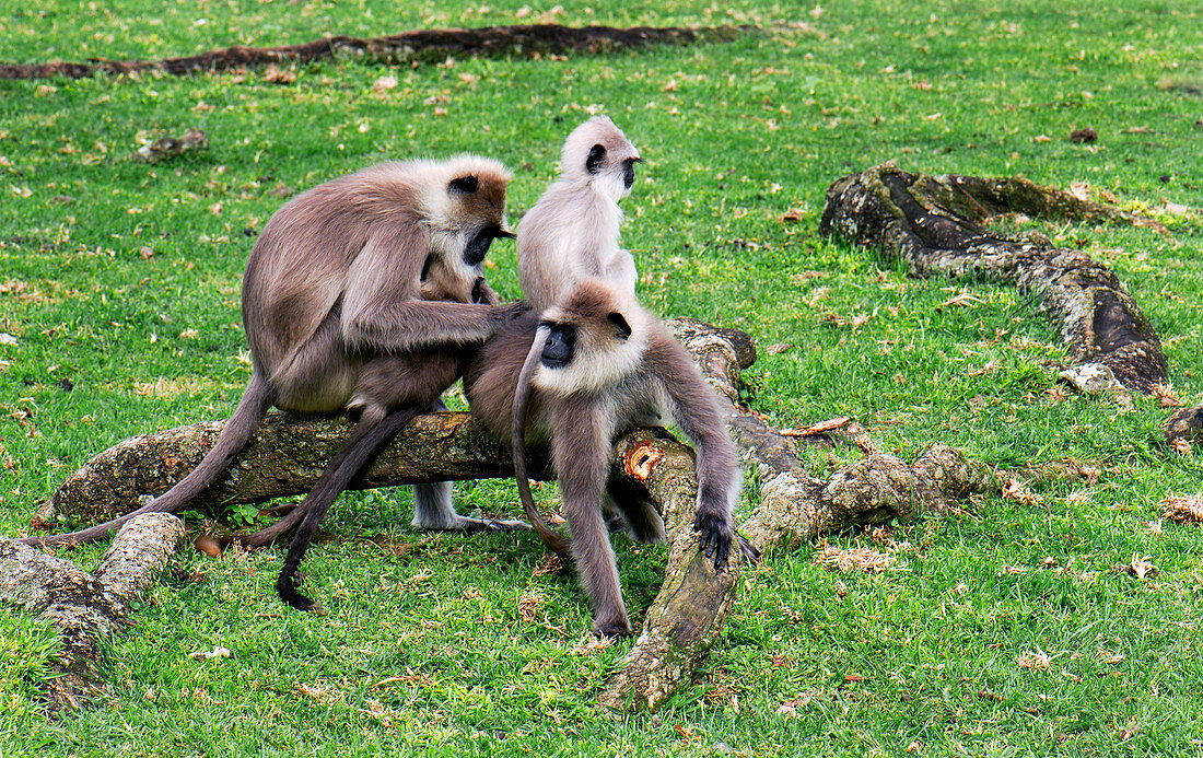 Northern Plains grey langur monkeys