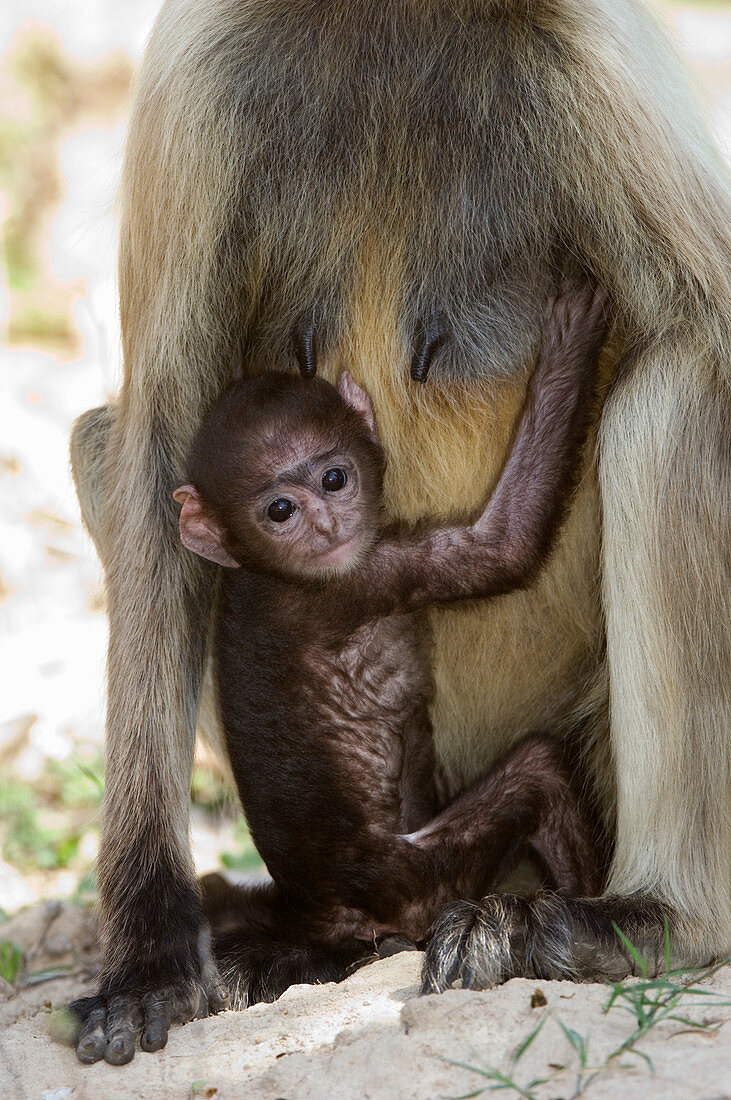 Langur monkey infant
