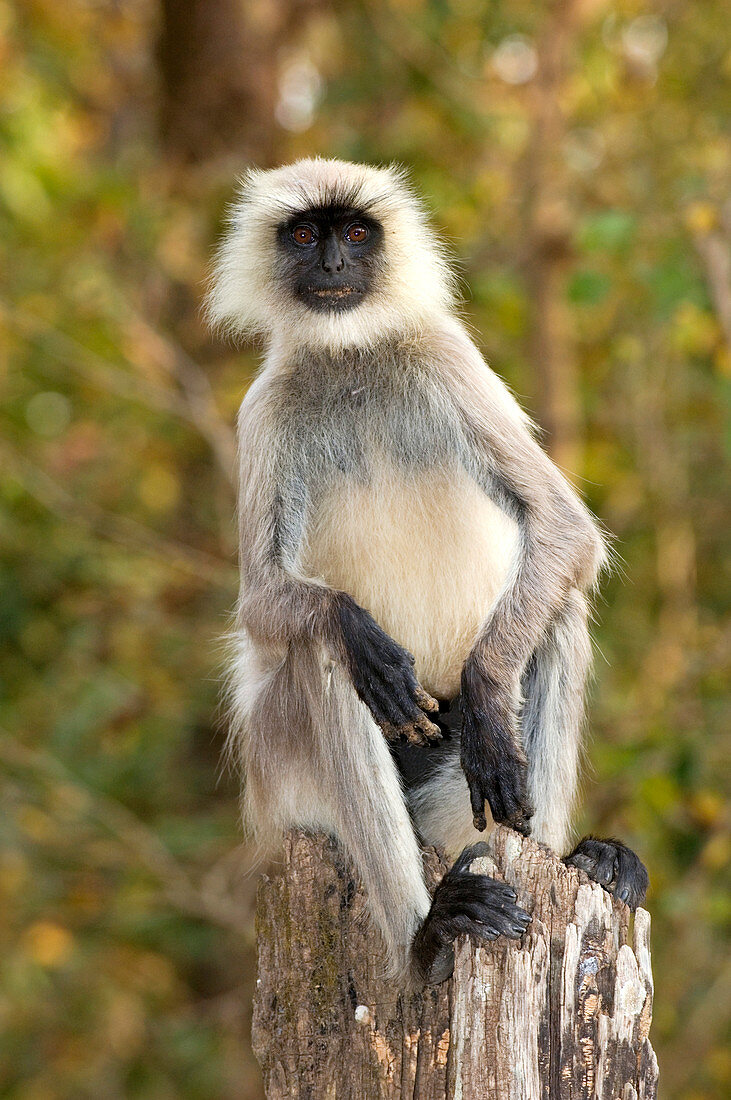 Langur monkey