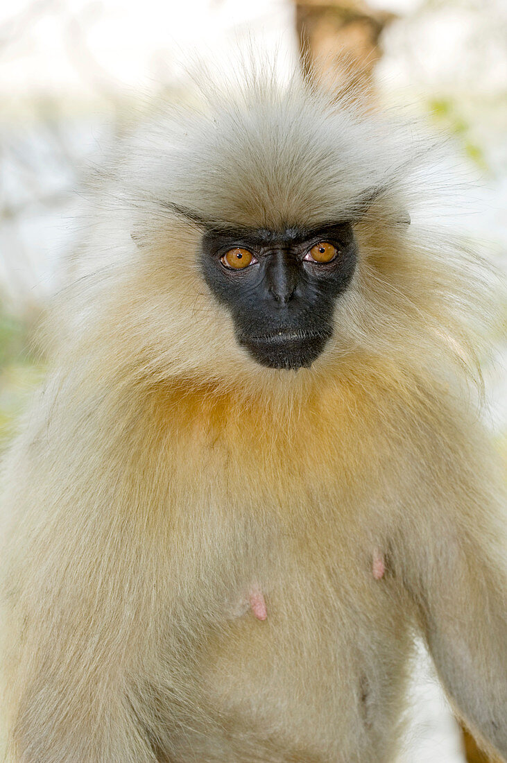Golden langur monkey