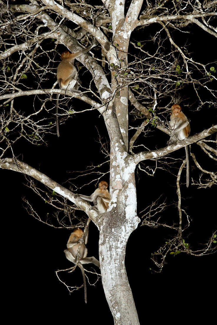 Juvenile proboscis monkeys