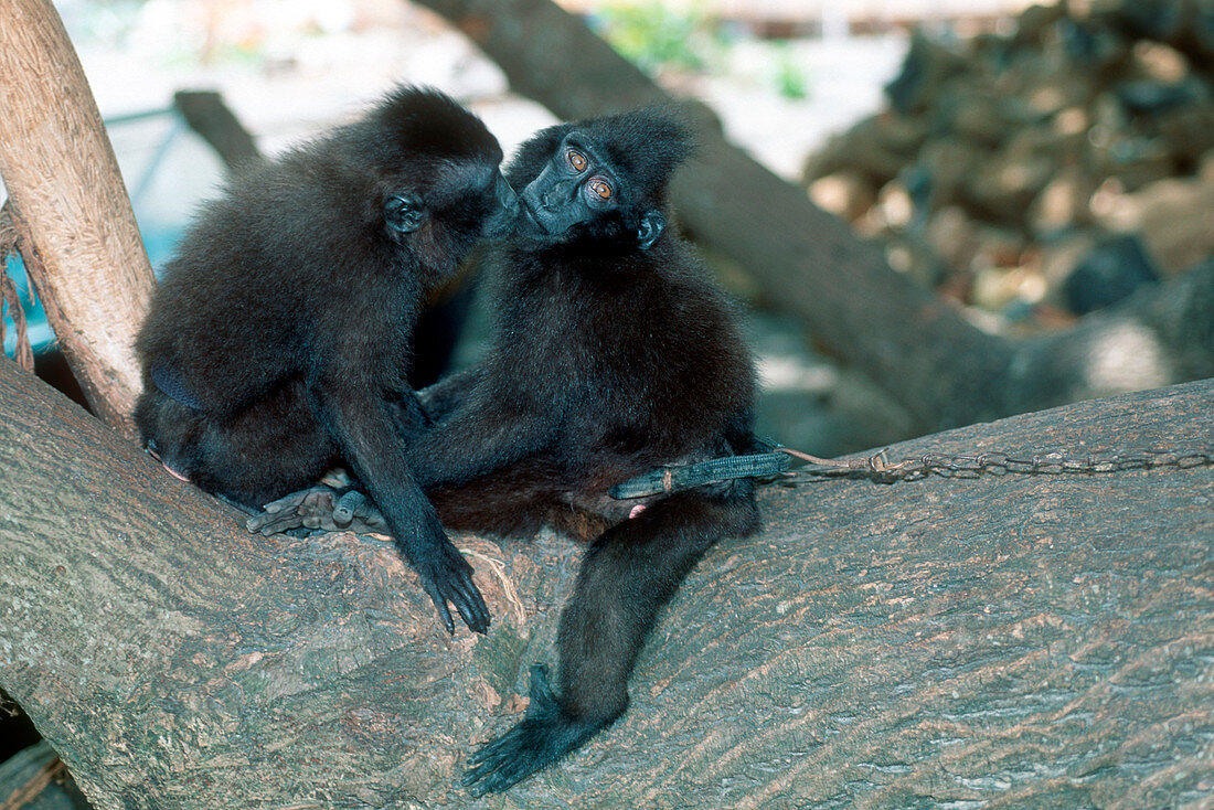 Captive crested black macaques