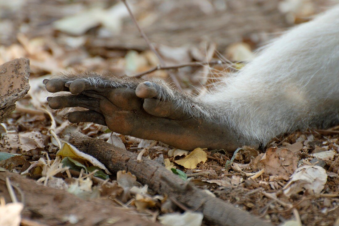 Vervet monkey hind foot
