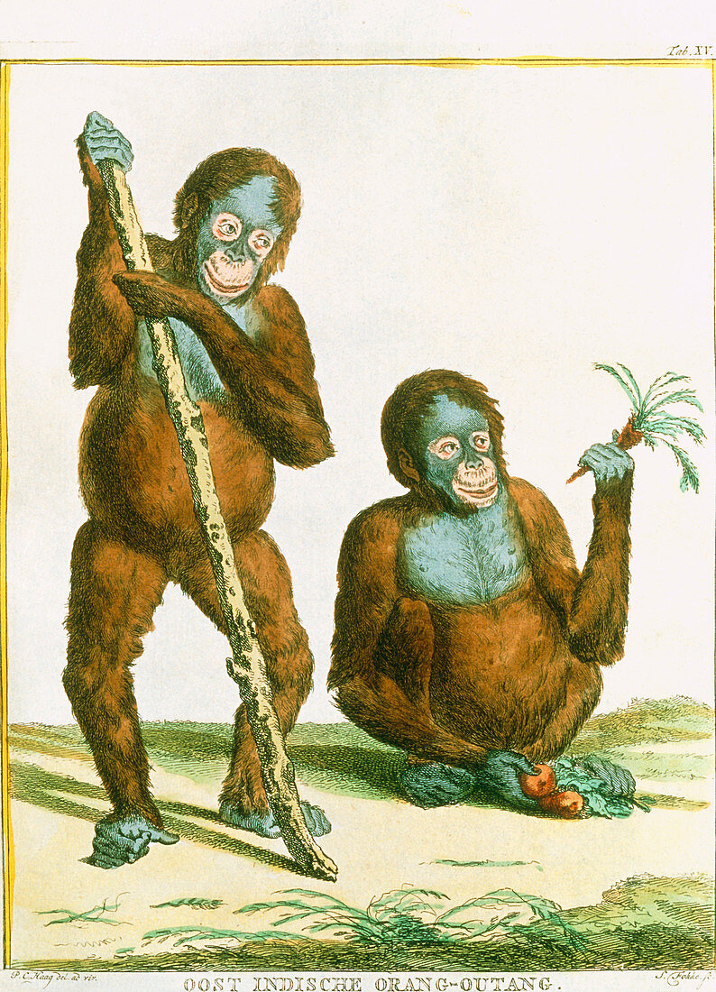 Orang-utan,artwork