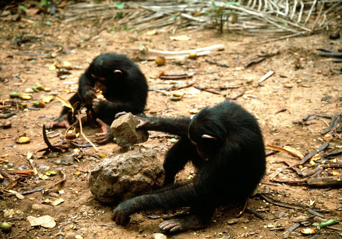 Chimpanzees using tools
