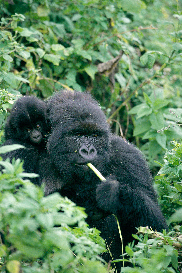 Mountain gorilla and infant