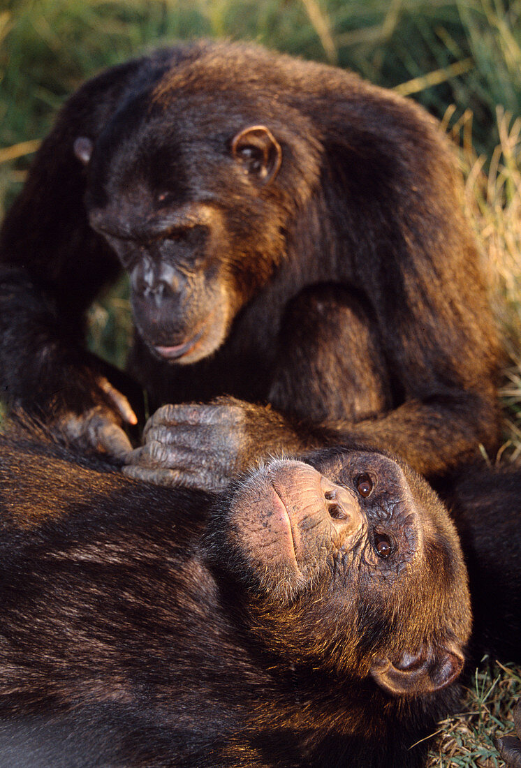 Chimpanzees grooming