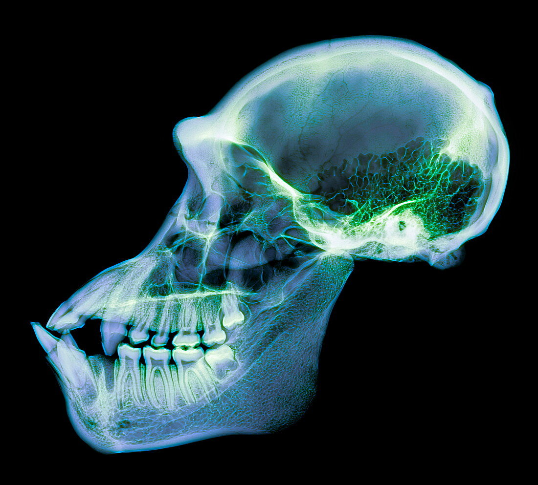 Chimpanzee skull,X-ray