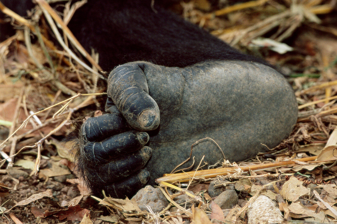 Gorilla's foot