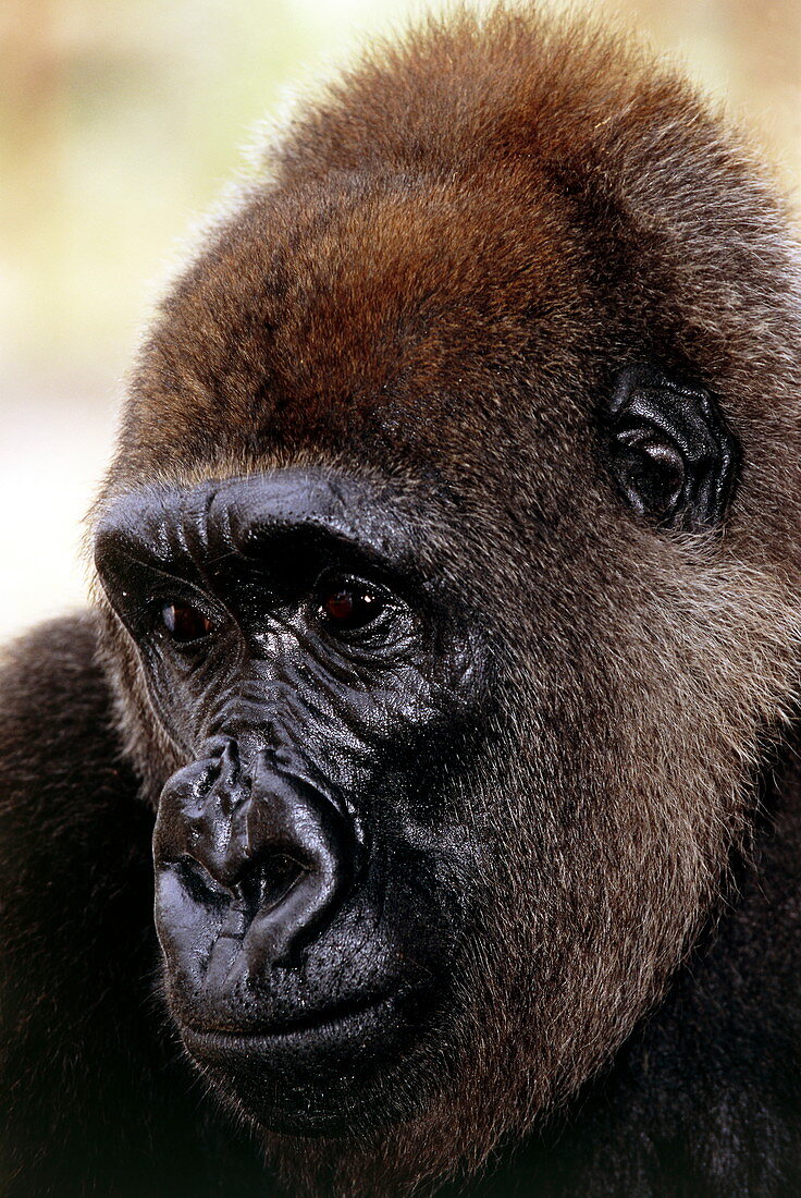 Cross river gorilla