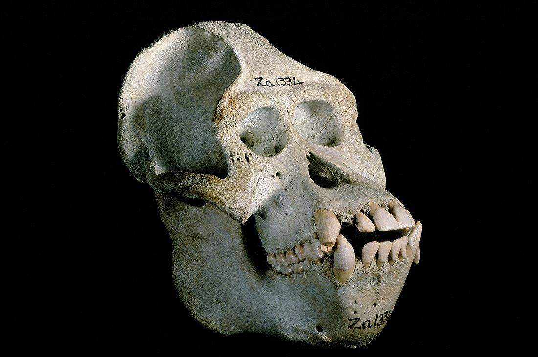 Male orangutan skull