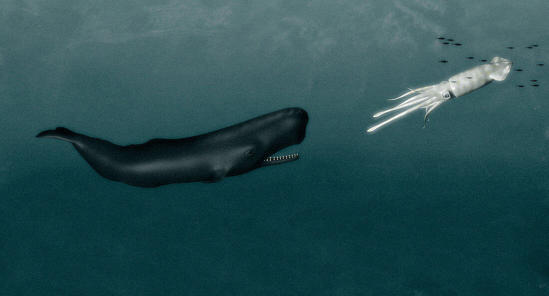 Sperm whale and giant squid