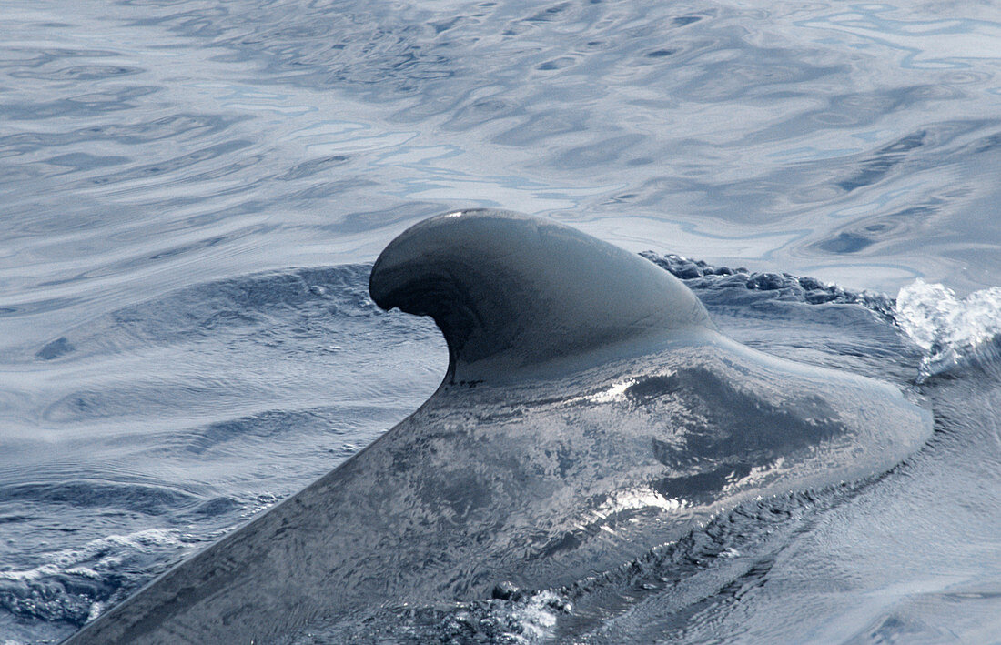 Long-finned pilot whale's fin