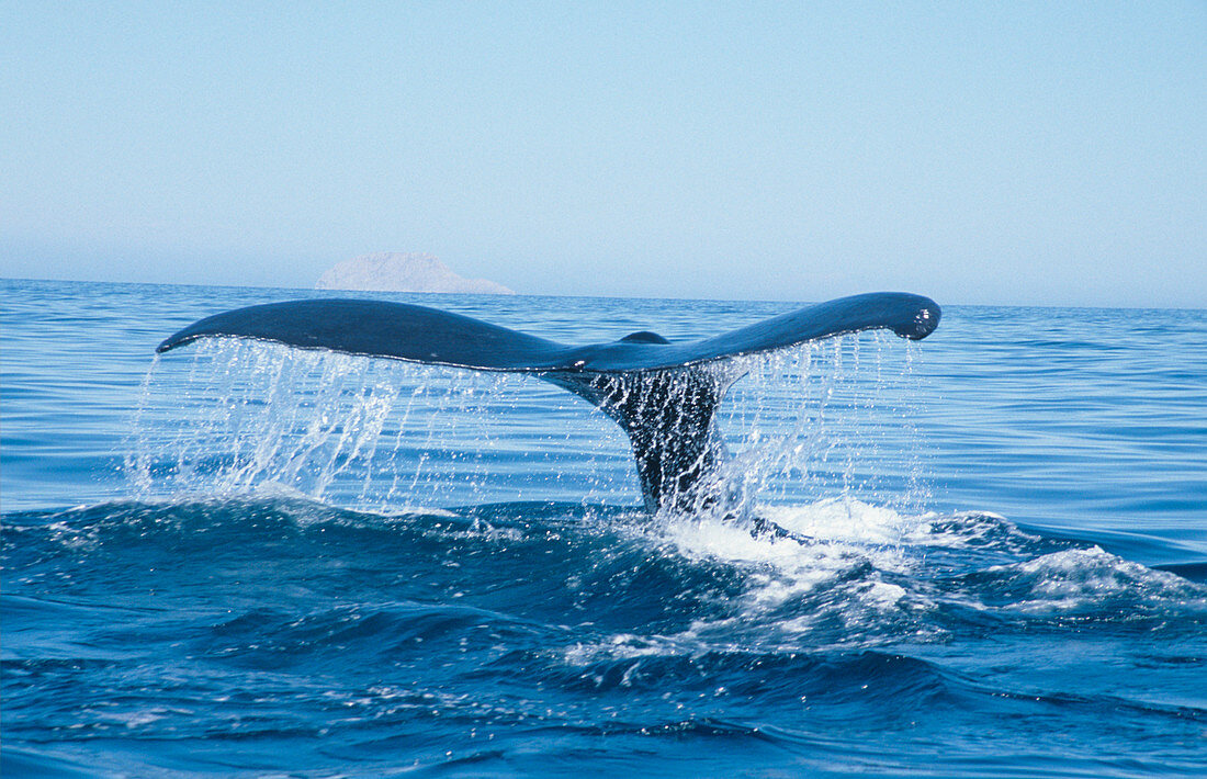 Humpback whale's tail