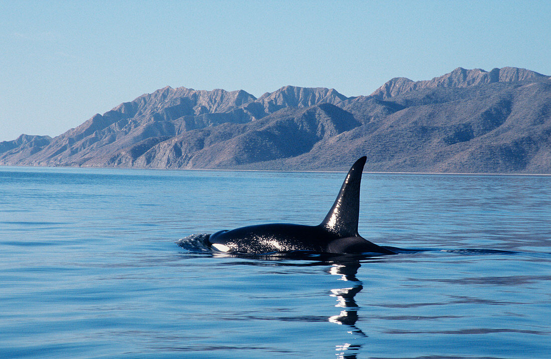 Male killer whale