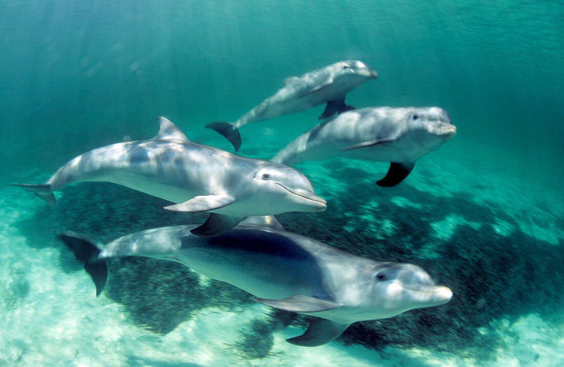 Bottlenose dolphin pod