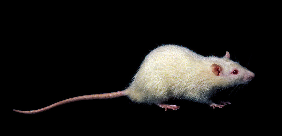 White laboratory rat