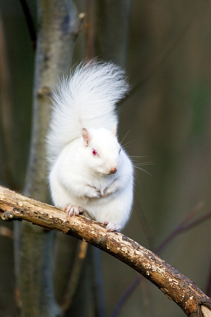 Albino grey squirrel