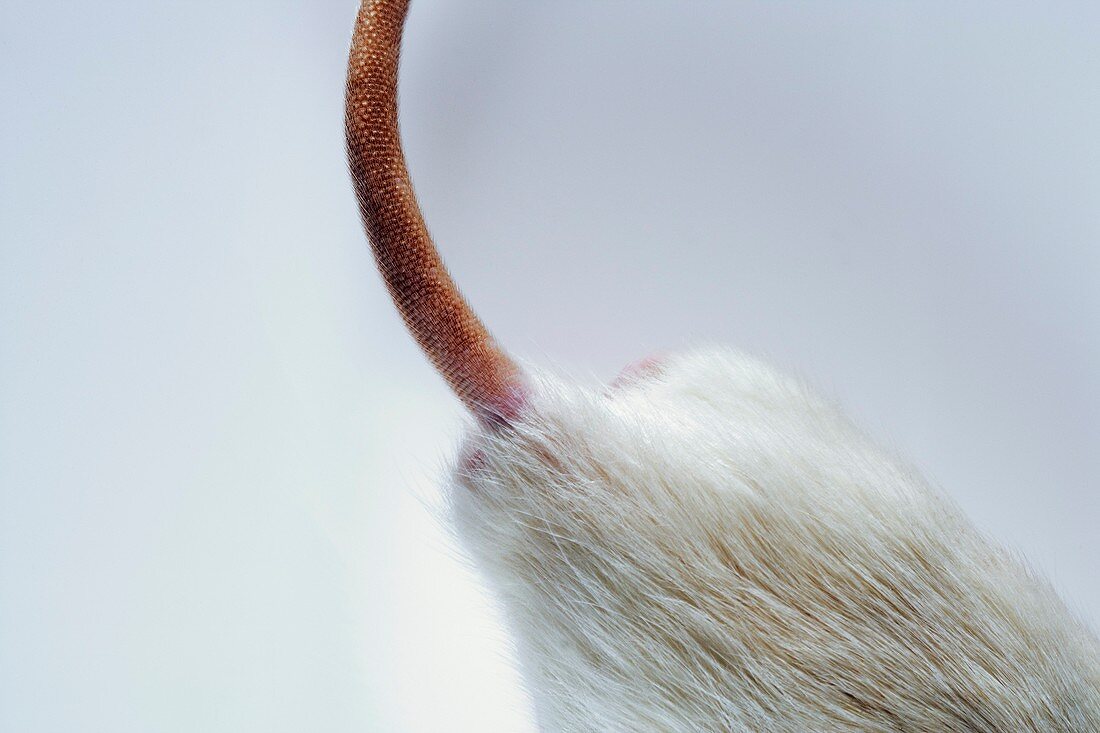 Laboratory rat's tail